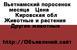 Вьетнамский поросенок.2 месяца › Цена ­ 3 000 - Кировская обл. Животные и растения » Другие животные   